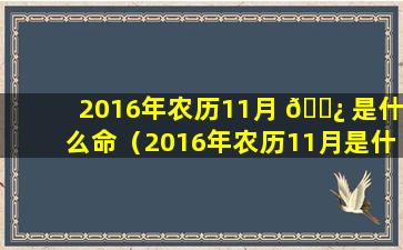 2016年农历11月 🌿 是什么命（2016年农历11月是什么命五行属什么属性）